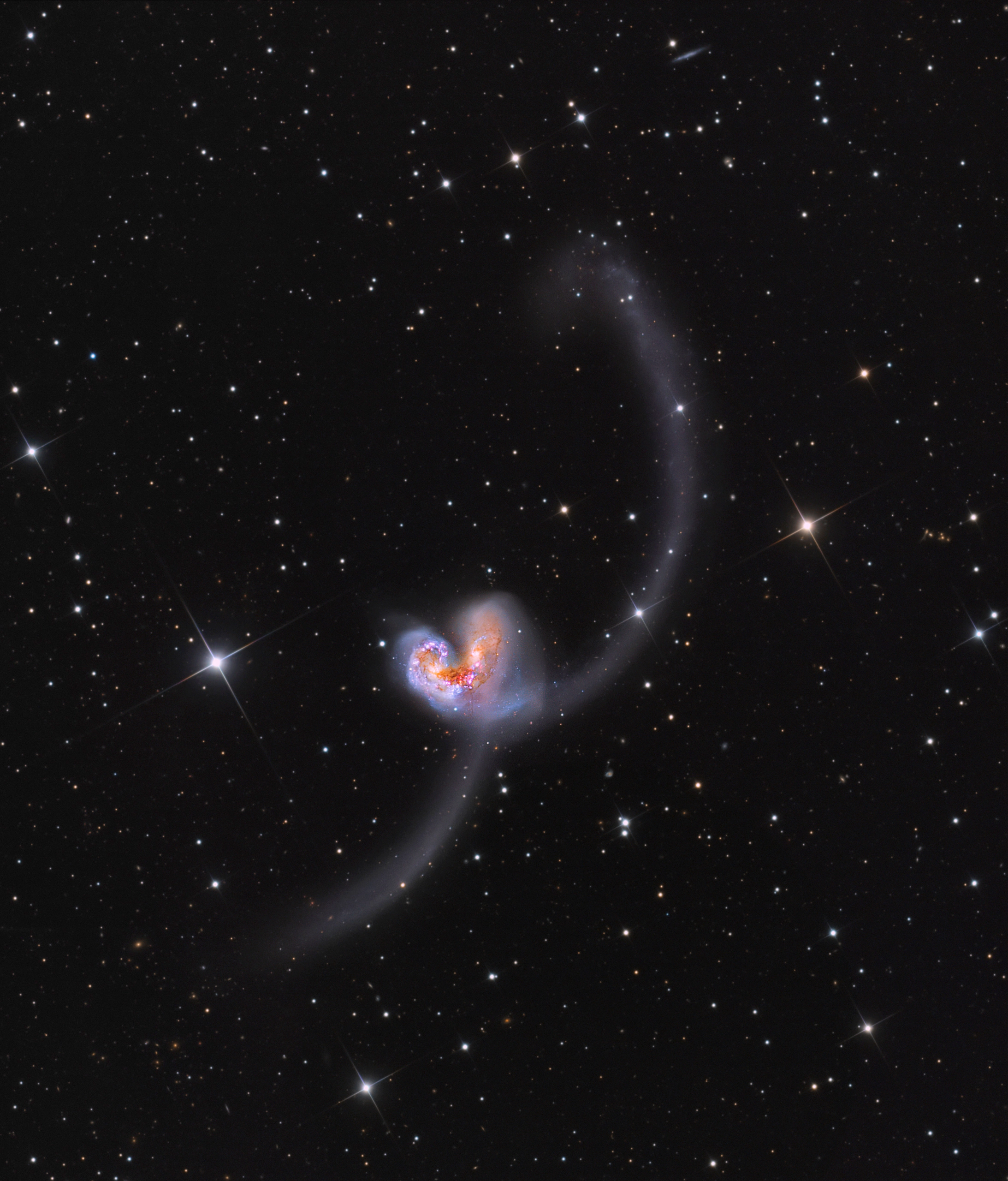 antennae-galaxies-caldwell-60-61-lrgb-display The Antennae Galaxies NGC 4038 and 4039 mid-collision, their tidal tails thrown out across the field